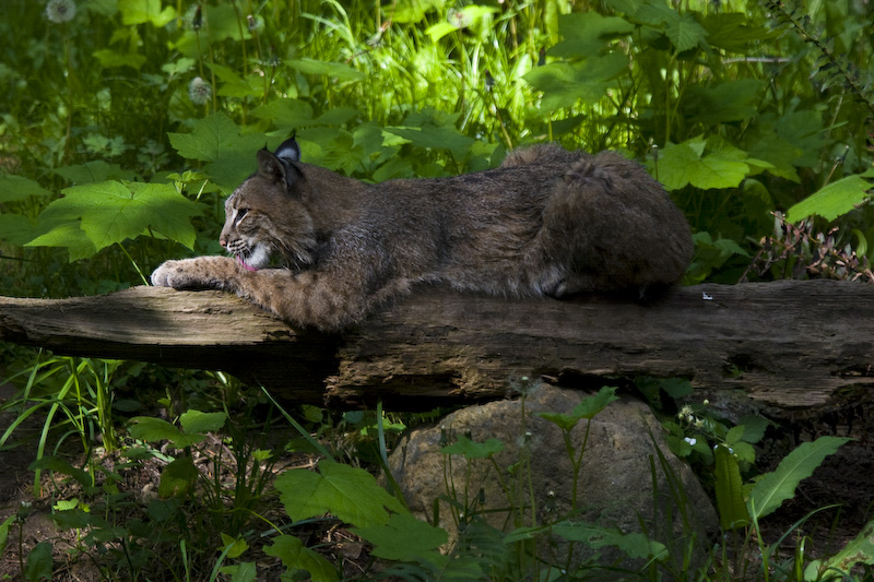 Bobcat (Captive)